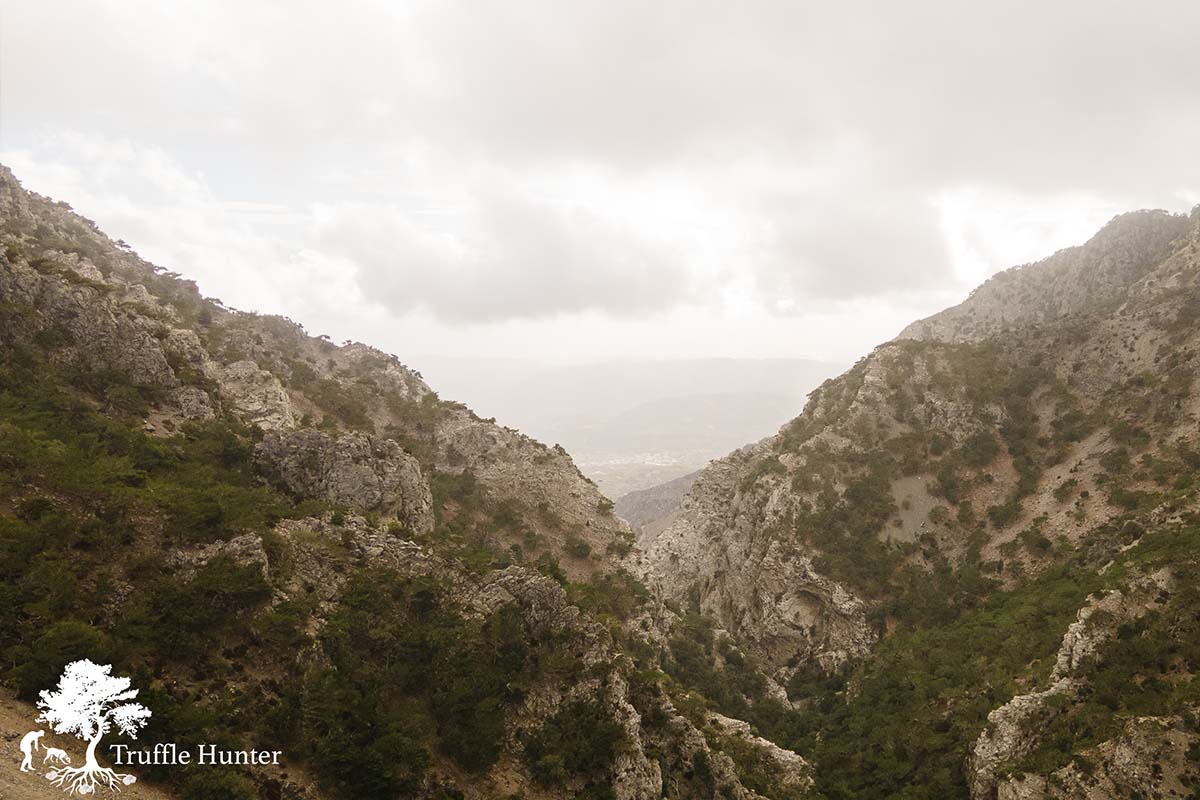 κυνήγι τρούφας κρήτη Moirai Pavilions