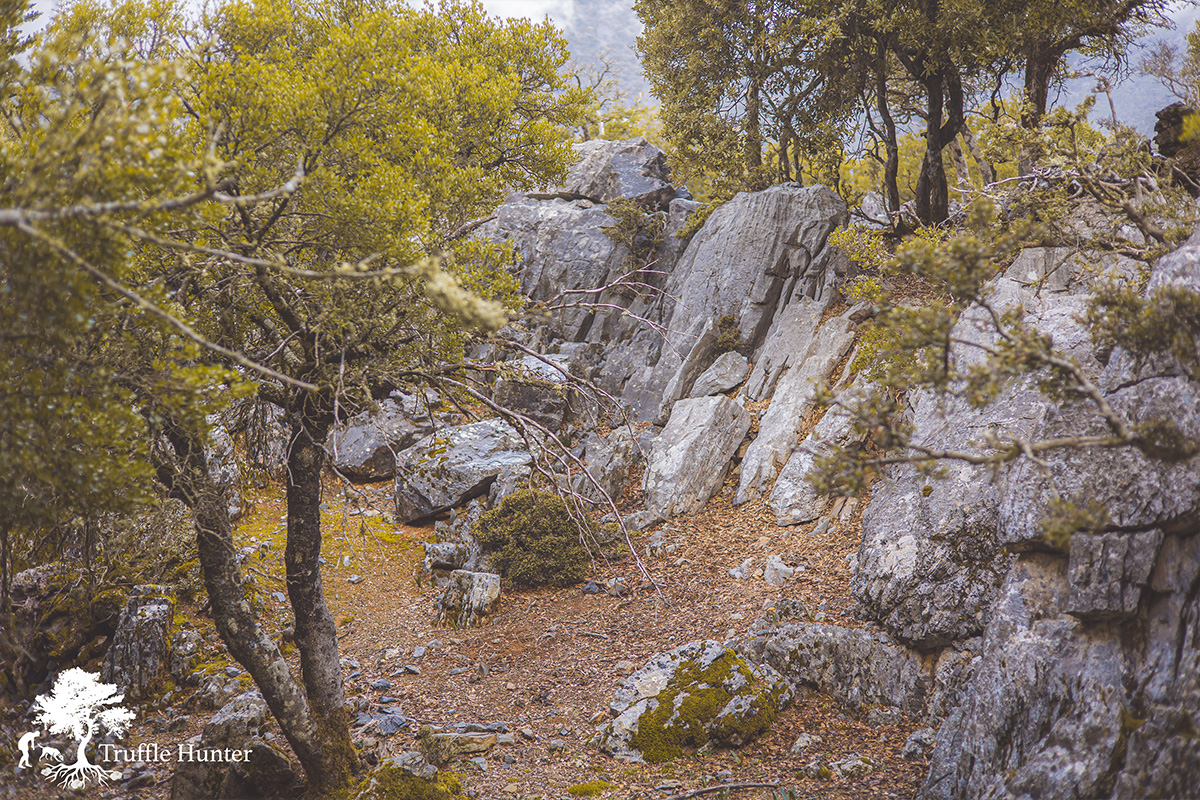 κυνήγι τρούφας στην κρήτη