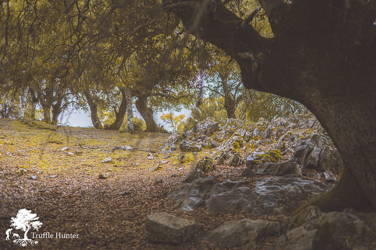 κυνήγι τρούφας κρήτη γευστικοί συνδυασμοί